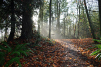 The Road Less Traveled