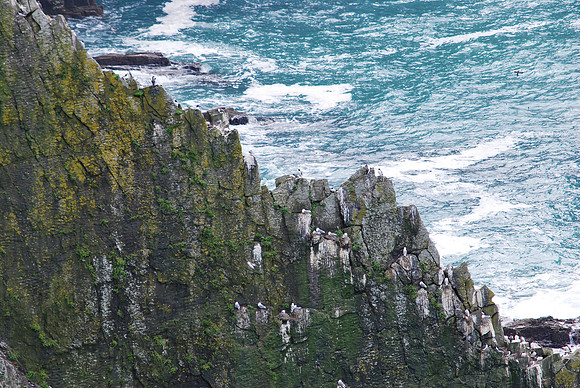 Old Head of Kinsale - Cliff's Edge
