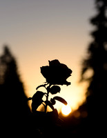 Rose at Sunrise