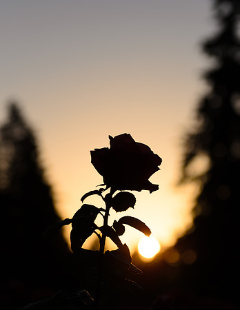 Rose at Sunrise