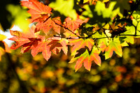 Fall Foliage #1