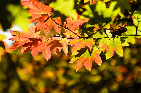 Fall Foliage #1
