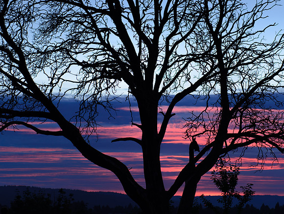 Dragon Sunset