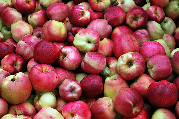 Apple Harvest - 1